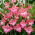 Gladiolus 'Charming Beauty' - Large Pack! - 50 pcs.