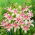 Gladiole „Impressive” - 5 unități