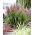 Miscanthus sinensis „Volcano” - Pachet mare - 10 unități