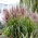 Miscanthus sinensis „Volcano” - Pachet mare - 10 unități