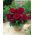 Begonia - fiore doppio, rosso scuro - Confezione gigante - 100 unità