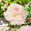 Bazsarózsa (Paeonia) 'Alertie' - Palánta