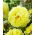 Pfingstrose, Päonie, Paeonia - 'Bartzella' - Setzlinge - Großpackung! - 10 Stk.