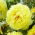 Pfingstrose, Päonie, Paeonia - 'Bartzella' - Setzlinge - Großpackung! - 10 Stk.