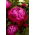 Peony, Paeonia - 'Red Sarah Bernhardt' - Seedlings - Large Pack! - 10 pcs.