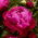 Peony, Paeonia - 'Red Sarah Bernhardt' - Seedlings - Large Pack! - 10 pcs.