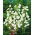 Zvonek zahradní - bílý - semena (Campanula medium)
