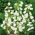 Zvonek zahradní - bílý - semena (Campanula medium)