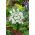 Clopoțel cu frunze de piersic - alb - Campanula persicifolia - Flori repetate, ideale pentru Sunny Borders - Semințe proaspete
