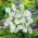 Clopoțel cu frunze de piersic - alb - Campanula persicifolia - Flori repetate, ideale pentru Sunny Borders - Semințe proaspete