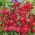 Mandelröschen - Rot - Clarkia elegans - Auffällige Blüten, perfekte Garten-Dekoration - Samen