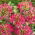 Spider Flower - Cherry Queen - Cleome hassleriana - Towering, Fragrant Dark Pink Blossoms - Fresh Seeds
