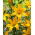 Lily 'Gold Twin' - Double Flowered - Large Pack! - 10 pcs.