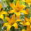 Lily 'Gold Twin' - Double Flowered - Large Pack! - 10 pcs.