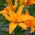 Lily 'Scoubidou' - Double Flowered - Giga Pack! - 50 pcs.