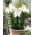 Dwarf Lily 'Gwen'