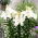 Dwarf Lily 'Gwen'