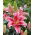 Giglio, Lilium „Aspiration” - orientale, profumato - Confezione grande - 10 unità