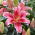 Giglio, Lilium „Aspiration” - orientale, profumato - Confezione grande - 10 unità