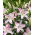 Lily 'Pink News' - Oriental, Fragrant - Large Pack! - 10 pcs.