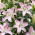 Lily 'Pink News' - Oriental, Fragrant - Large Pack! - 10 pcs.