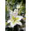 Lirio 'Primrose Hill' - oriental, fragante - Paquete grande! - 10 unidades