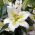 Lirio 'Primrose Hill' - oriental, fragante - Paquete grande! - 10 unidades