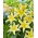 Dwarf Oriental Lily 'Gold Party'