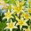 Dwarf Oriental Lily 'Gold Party'