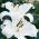Giglio, Lilium „Monte Bianco”