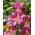 Lys «Purple Lady» - Grand paquet - 10 unités