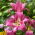 Lys «Purple Lady» - Grand paquet - 10 unités