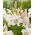 Giglio, Lilium „Villa Blanca”