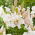 Giglio, Lilium „Villa Blanca”