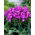 Phlox (Phlox) - 'Uspech' - Giga Pack! - 50 pcs.