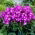 Phlox (Phlox) - 'Uspech' - Giga Pack! - 50 pcs.