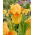 Giaggiolo, Iris germanica „All Right”