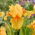 Giaggiolo, Iris germanica „All Right”