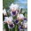 Iris 'American Patriot' - Large Pack! - 10 pcs.
