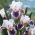 Iris 'American Patriot' - Large Pack! - 10 pcs.