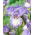 Iris 'Frothingslosh' - Large Pack! - 10 pcs.