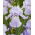 Baardiris 'Blue Sapphire' - groot pakket - 10 planten