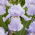 Baardiris 'Blue Sapphire' - groot pakket - 10 planten