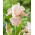 Baardiris 'Frappe' - mega pakket - 50 planten