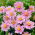 Herfstanemoon (Anemone hybrida) 'Serenade' - 1 plant