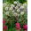 Great Globe Thistle (Echinops sphaerocephalus) 'Arctic Glow' - White - Giga Pack! - 50 pcs.