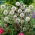 Great Globe Thistle (Echinops sphaerocephalus) 'Arctic Glow' - White - Giga Pack! - 50 pcs.