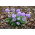 Primula denticulata, Drumstick Primula - Blue - Seedling