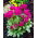 Hambulislehine priimula - roosa - taim - 1 tk