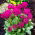 Hambulislehine priimula - roosa - taim - 1 tk